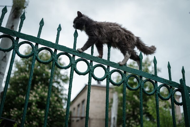 Бездомная кошка ходит по забору бывшего детского сада в Лисичанске, восточная Украина. (Фото Yasuyoshi Chiba):