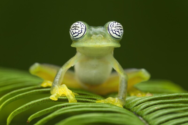 Стеклянная лягушка-призрак в тропических лесах Чоко. (Фото David Weiller):