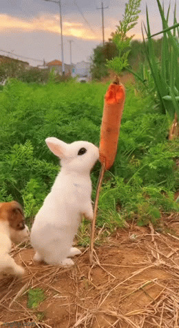 Если ты морковку любишь,