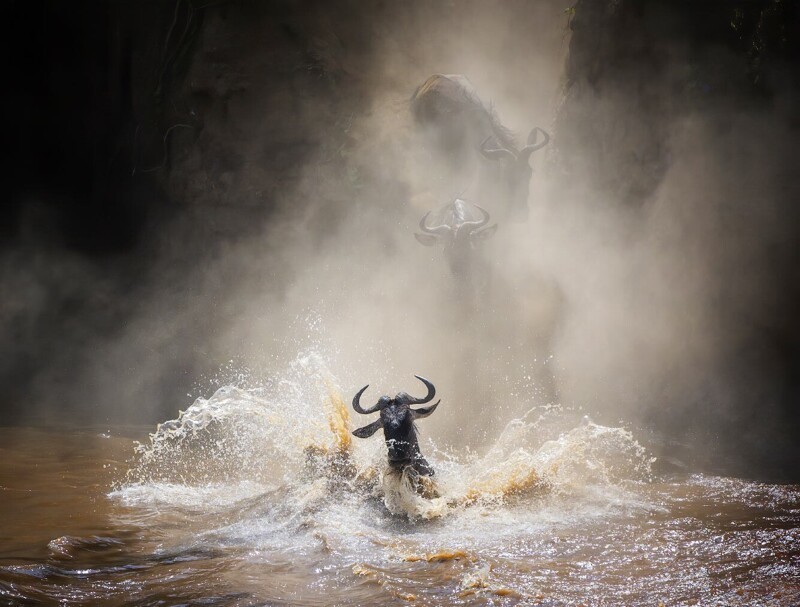 Антилопы гну переправляются через реку Мара. (Фото Vicki Jauron):