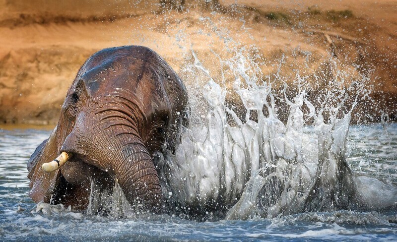 Купяющийся слон. (Фото Vicki Jauron):