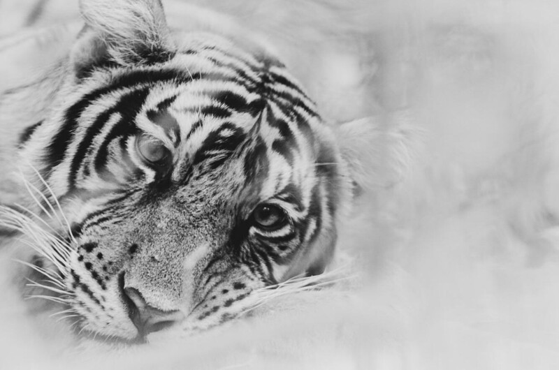 Дремлющий тигр. (Фото Vikas Garg):