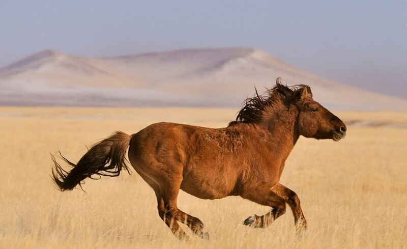 Монголия - лошадь