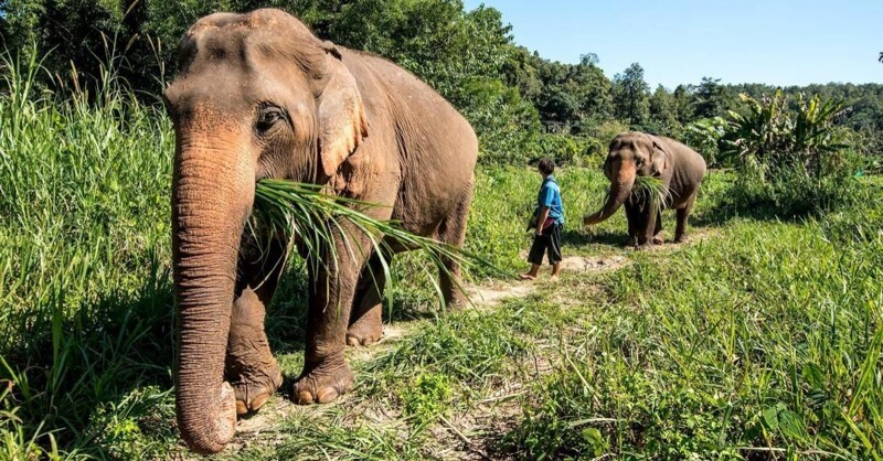 Таиланд - слон