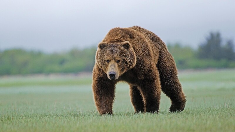 Россия - медведь
