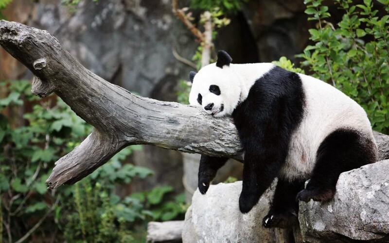 Китай - панда
