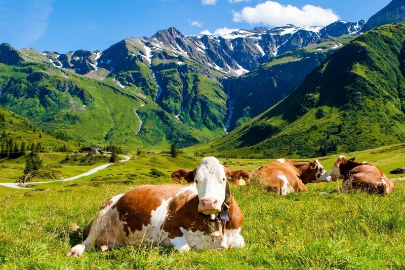 Швейцария - корова