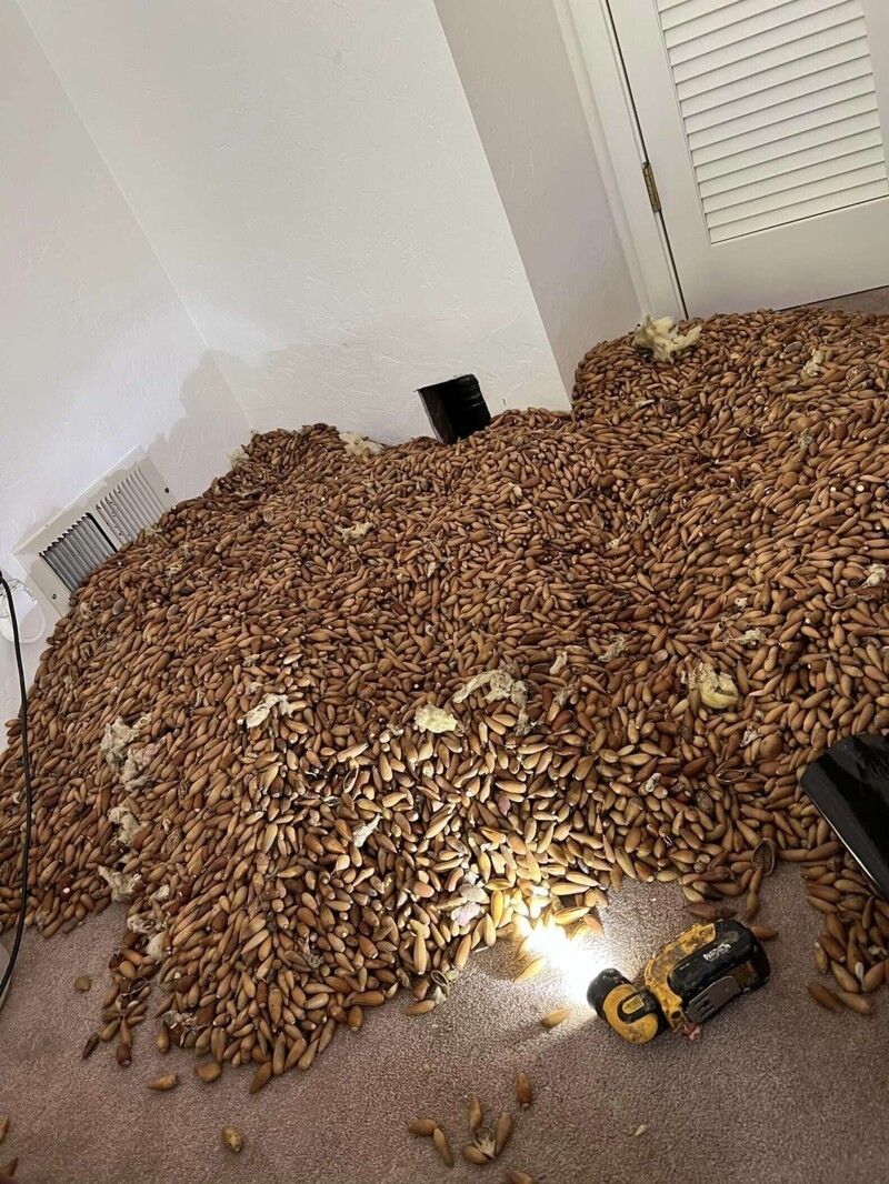 Запасливый дятел спрятал 300 кг желудей в стенах дома