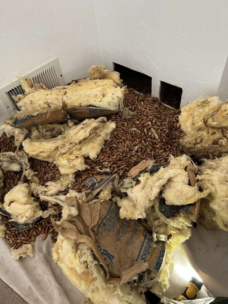 Запасливый дятел спрятал 300 кг желудей в стенах дома