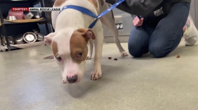 Горе-хозяин оставил собаку у здания аэропорта, а сам улетел без неё