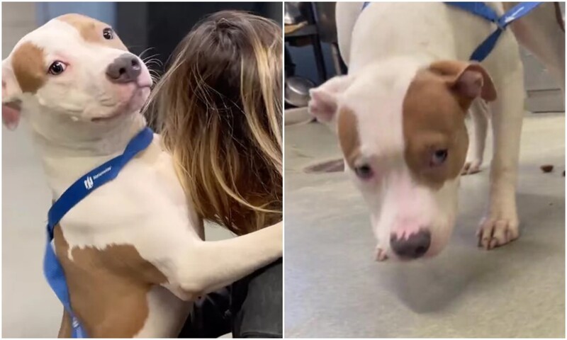 Горе-хозяин оставил собаку у здания аэропорта, а сам улетел без неё