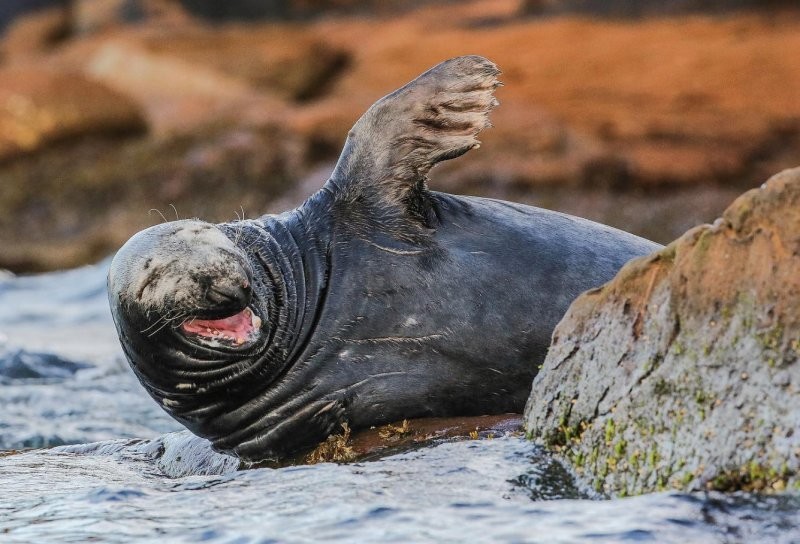 Конкурс Comedy Wildlife Photography Awards