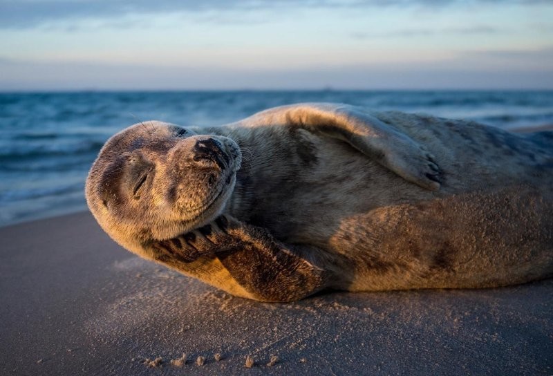 Конкурс Comedy Wildlife Photography Awards