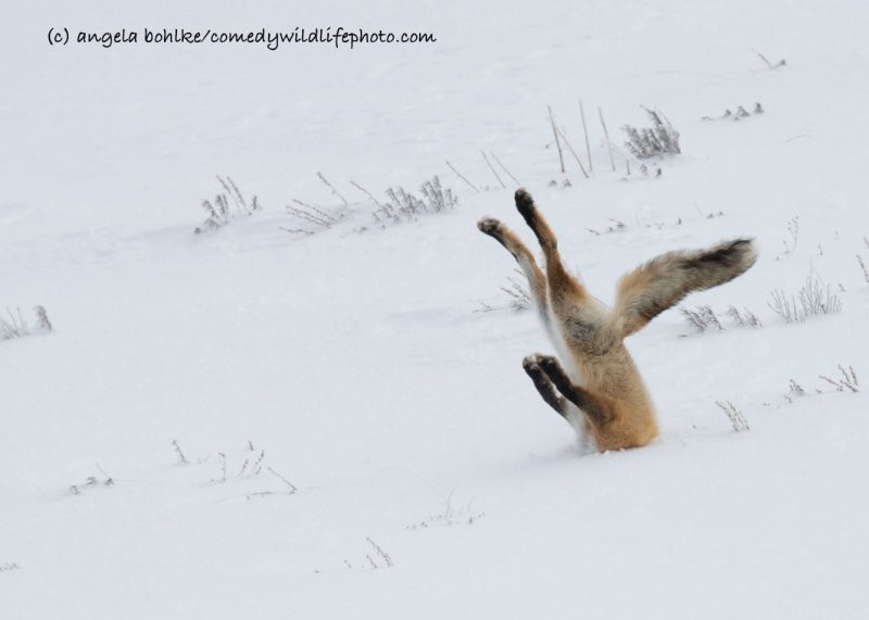 Конкурс Comedy Wildlife Photography Awards