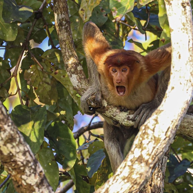 Конкурс Comedy Wildlife Photography Awards