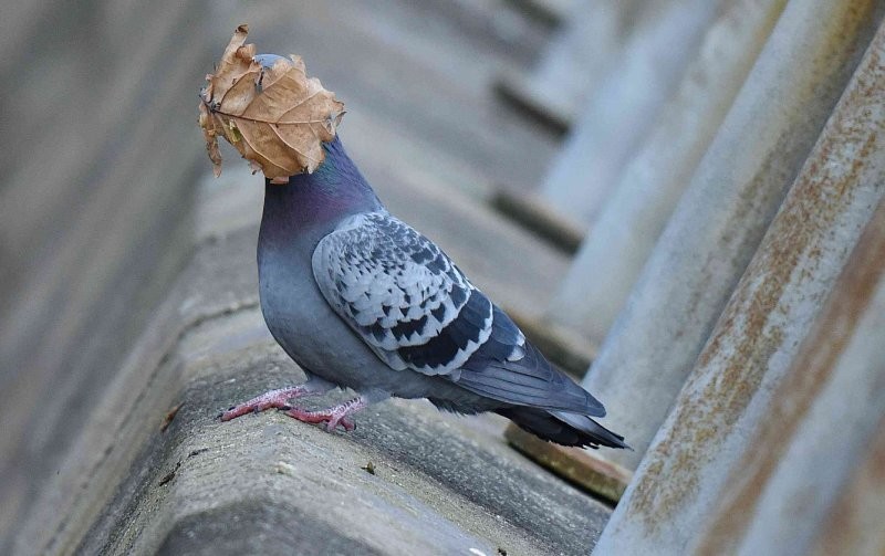 Конкурс Comedy Wildlife Photography Awards