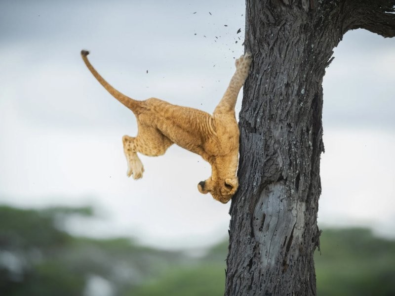 Конкурс Comedy Wildlife Photography Awards