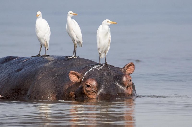 Конкурс Comedy Wildlife Photography Awards