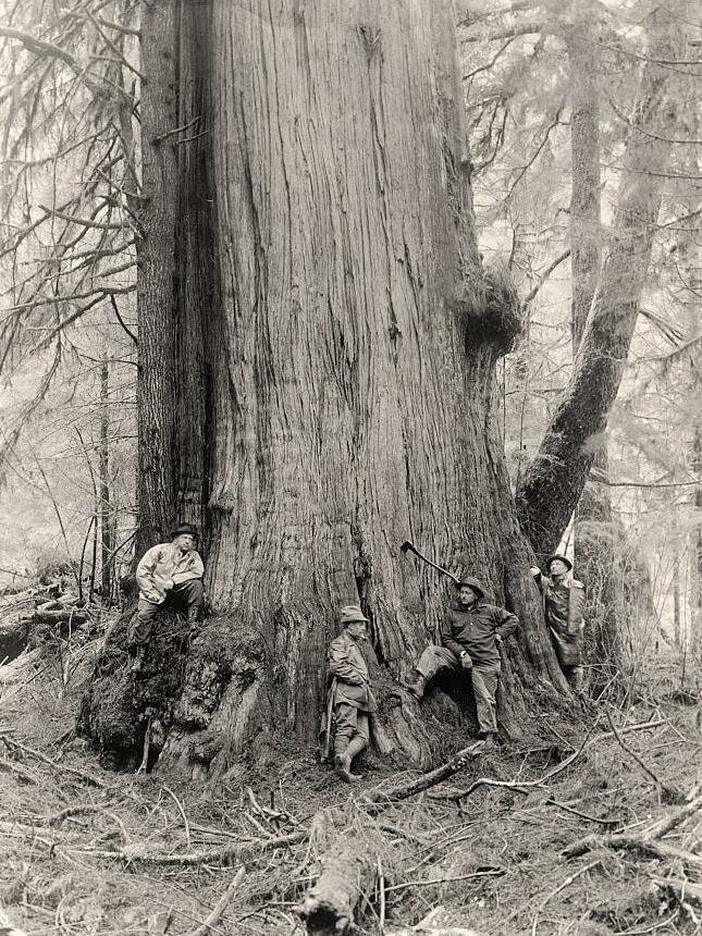 Почему нет деревьев на старых фотографиях