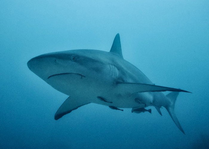 29. "38% неспровоцированных нападений акул во всём мире происходят во Флориде".