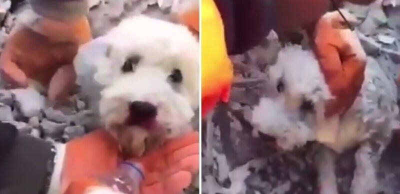 В Турции из завалов спасли пёсика, который чудом выжил