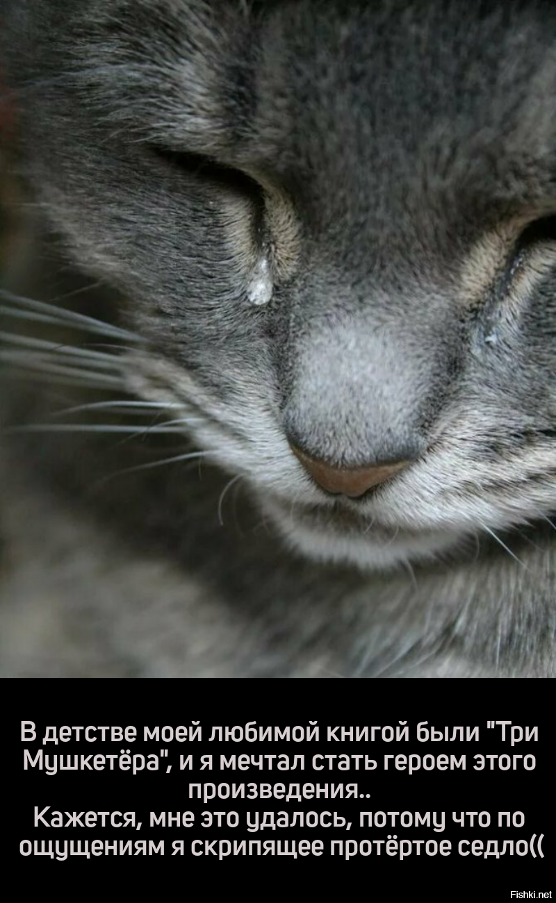 Кот плачет