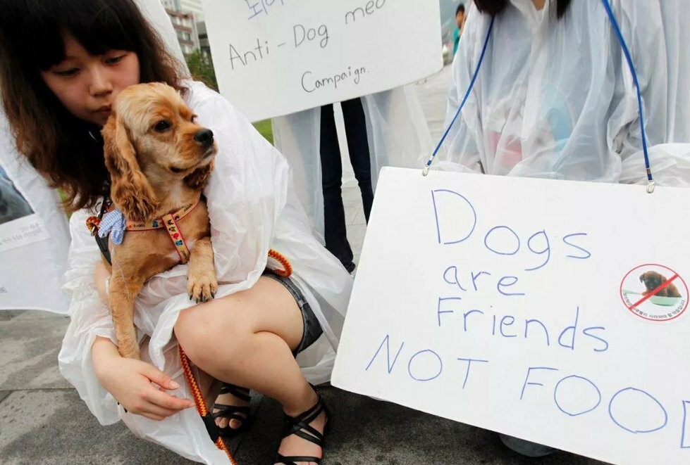 Поедание собак и абсолютное богатство: развенчиваем популярные мифы о Южной Корее