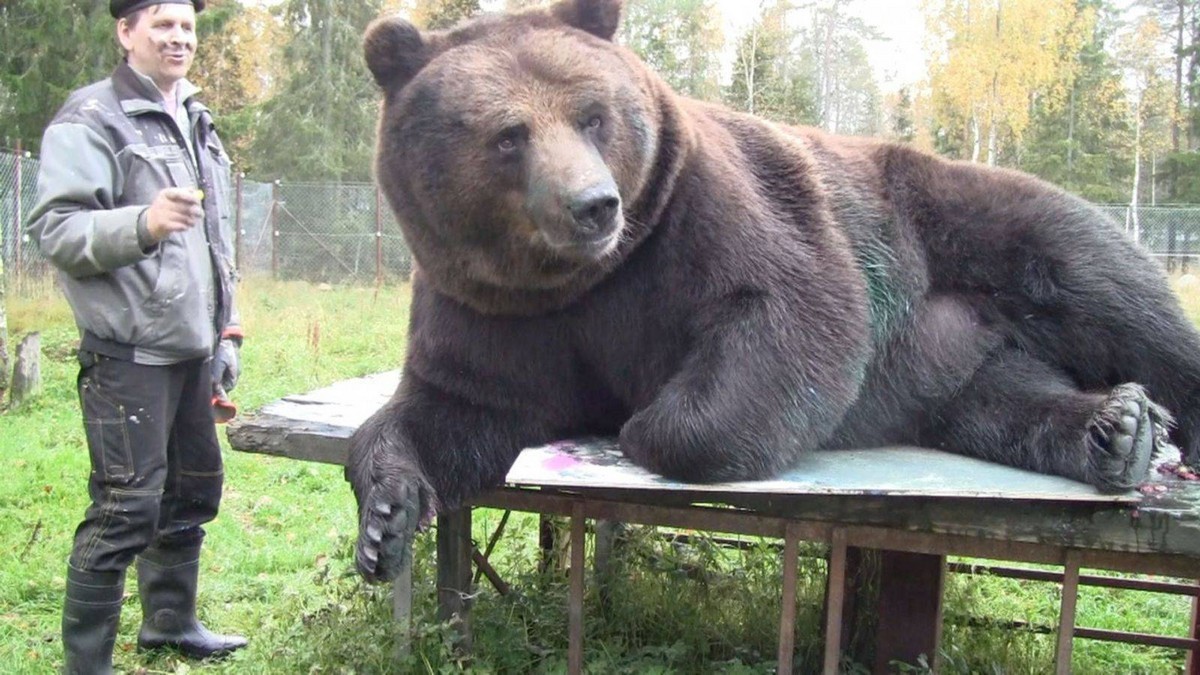 Самый большой медведь Гризли в мире