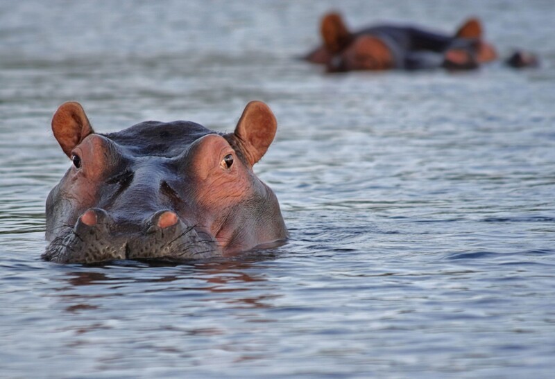 Почему бегемоты не умеют плавать, несмотря на то, что живут в воде