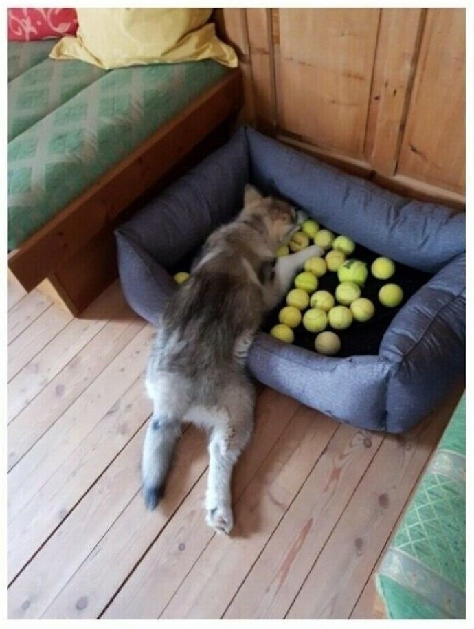 "Наш щенок собрал все мячики и улёгся на них спать"
