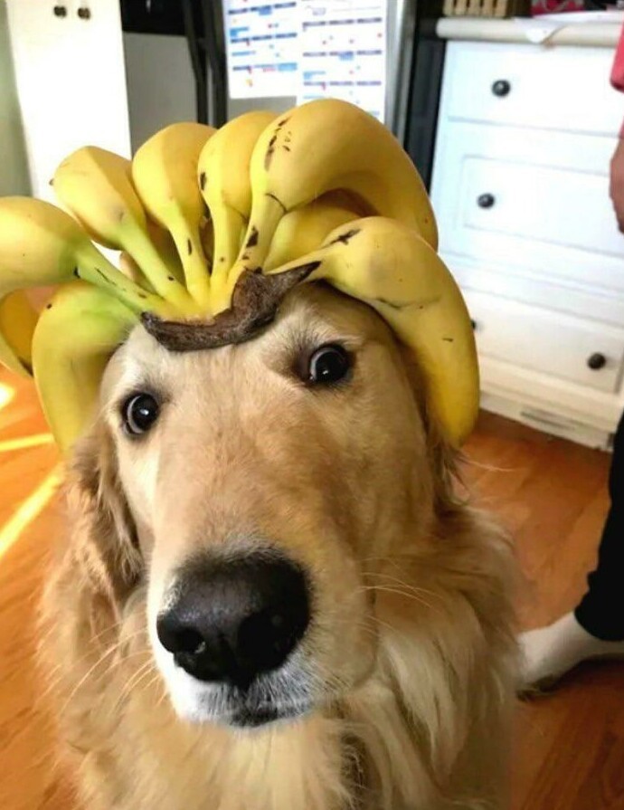 Просто пёс и бананы