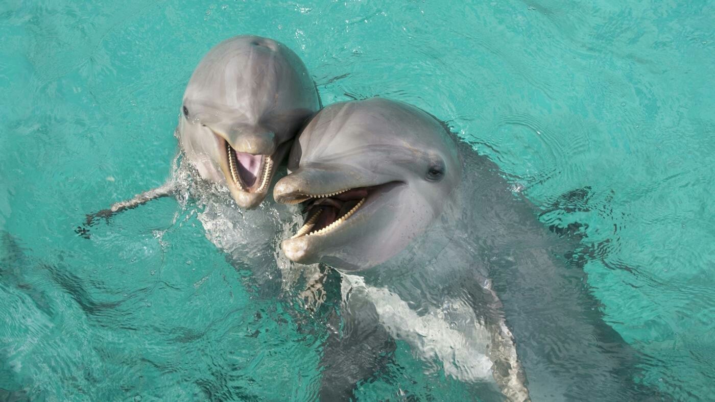 Радостные дельфины