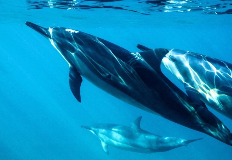 Уникальные факты о дельфинах