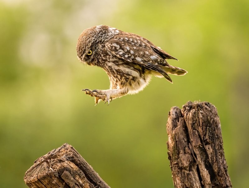 Конкурс Comedy Wildlife Photography Awards 2022. Часть 2