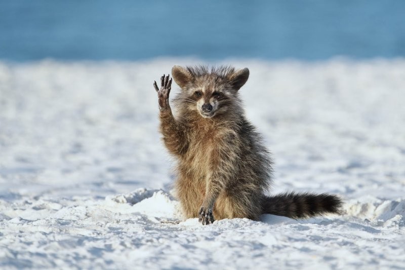 Конкурс Comedy Wildlife Photography Awards 2022. Часть 2