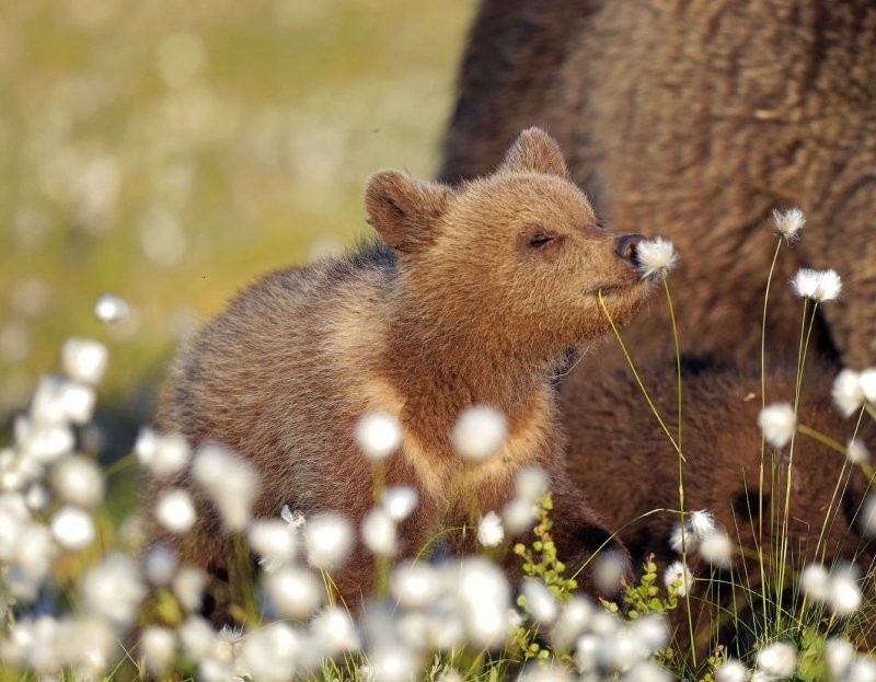 Конкурс Comedy Wildlife Photography Awards 2022. Часть 2