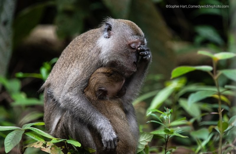 Конкурс Comedy Wildlife Photography Awards 2022. Часть 2