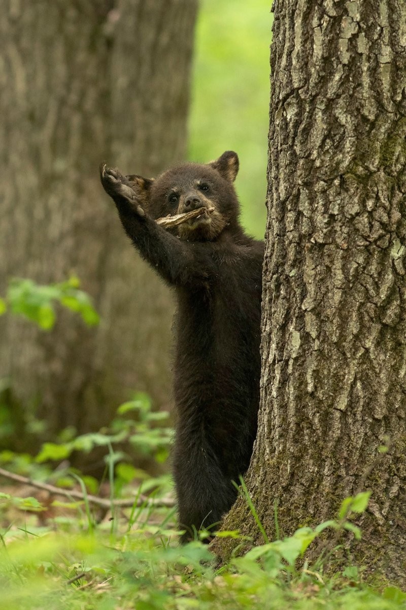 Конкурс Comedy Wildlife Photography Awards 2022. Часть 2