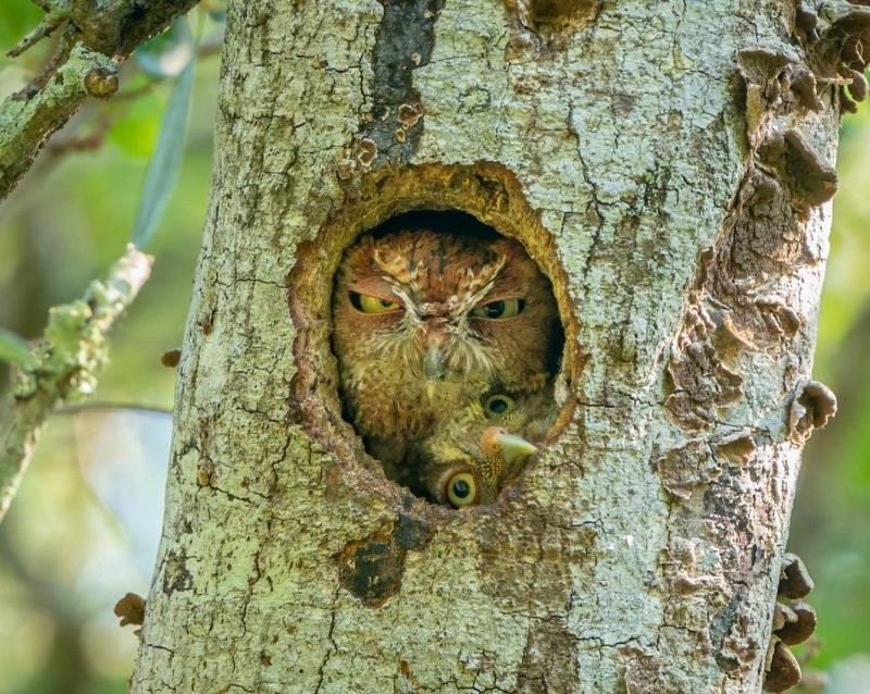 Конкурс Comedy Wildlife Photography Awards 2022. Часть 2