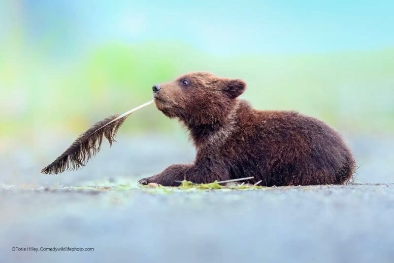 Конкурс Comedy Wildlife Photography Awards 2022. Часть 2