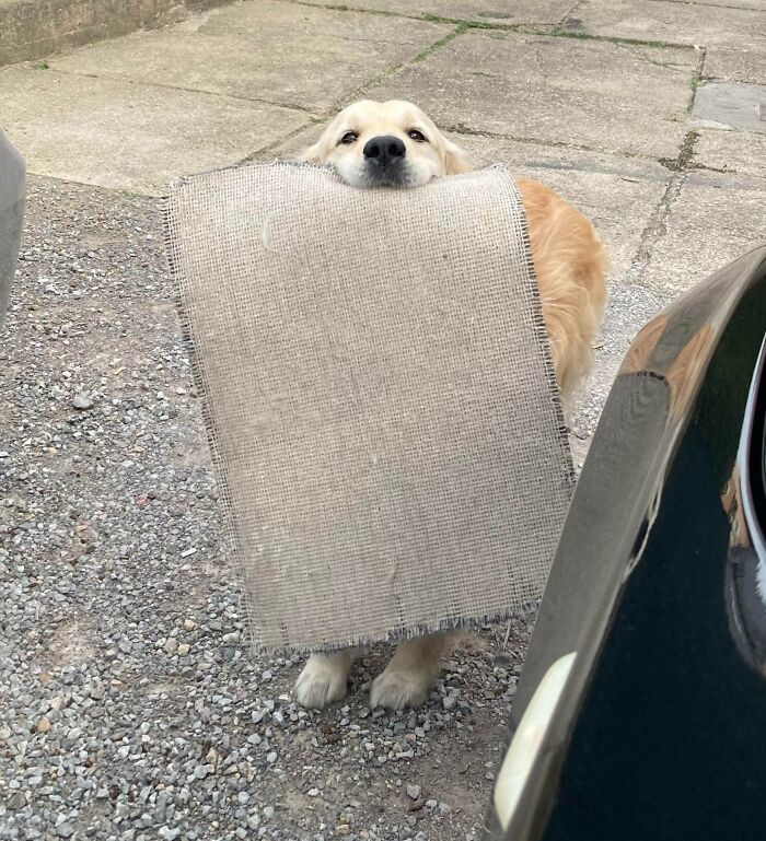 "Пёс приносит мне коврик каждый раз, когда я приезжаю домой"