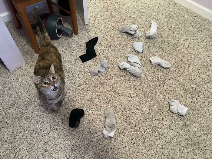 Кот собрал коллекцию носков