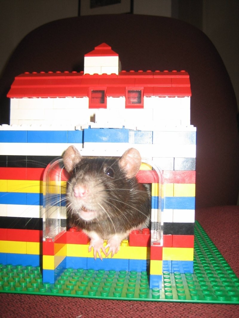Новый домик для крысы