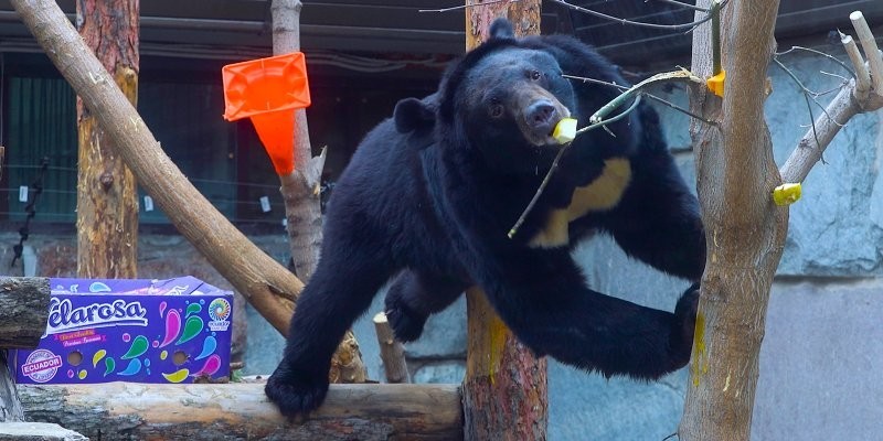 Трех спасенных от браконьеров гималайских медведей приютили в Московском зоопарке⁠⁠