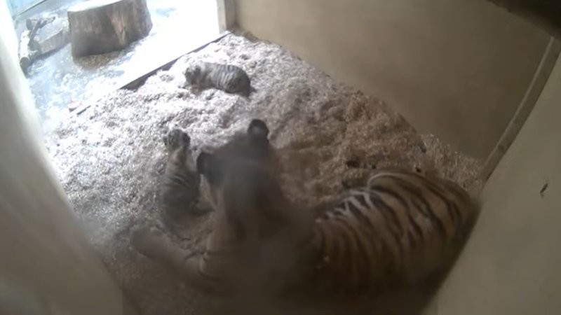 Радость дня: на свет появились тигрята вымирающего вида