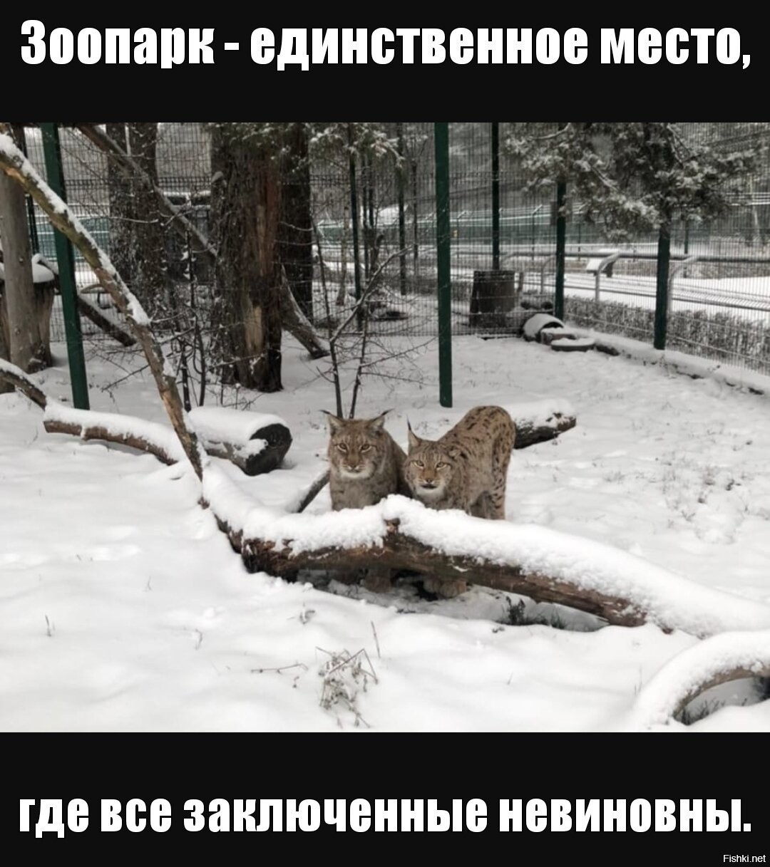 зоопарк зимой