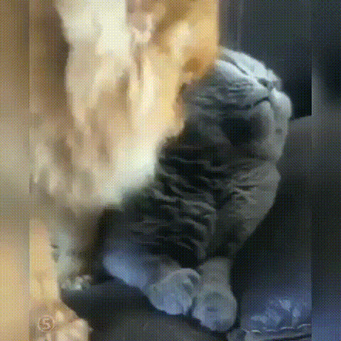 Кусает - значит любит