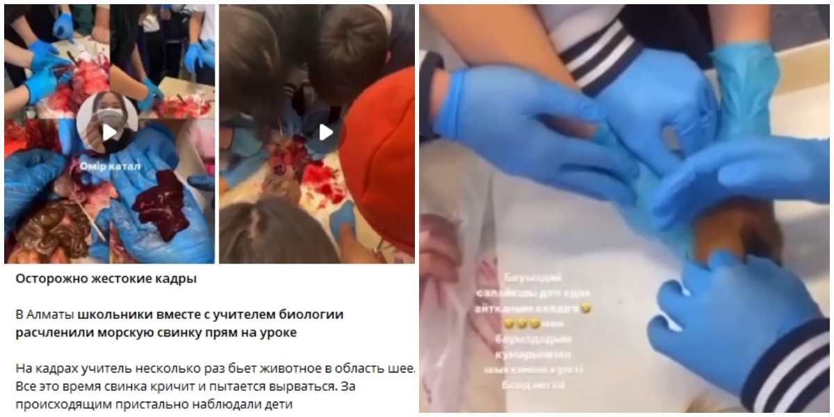 В школе Алматы учитель биологии убила и разделала морскую свинку на глазах учеников