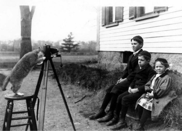 6. Кот "фотографирует" детей семьи Пайро: 12-летнего Эдмунда, 8-летнего Эрнеста и 5-летнюю Сесилию. Ноябрь 1909 года