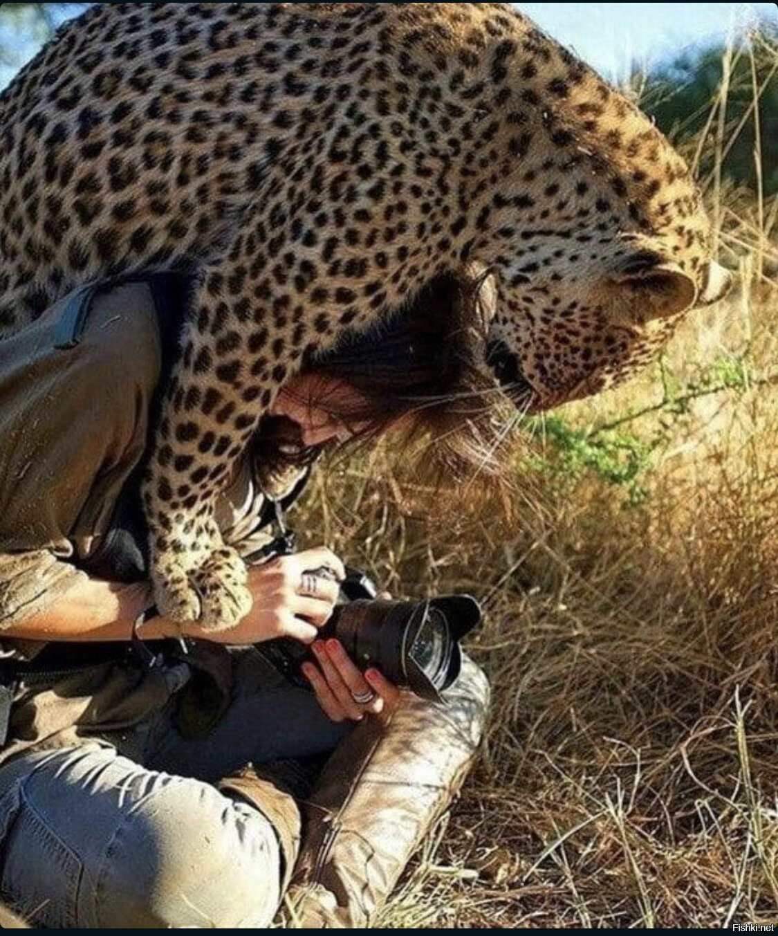 Покажи фотку. Фотографы с животными. Леопард и фотограф. Съемка диких животных. Гепард и фотограф.